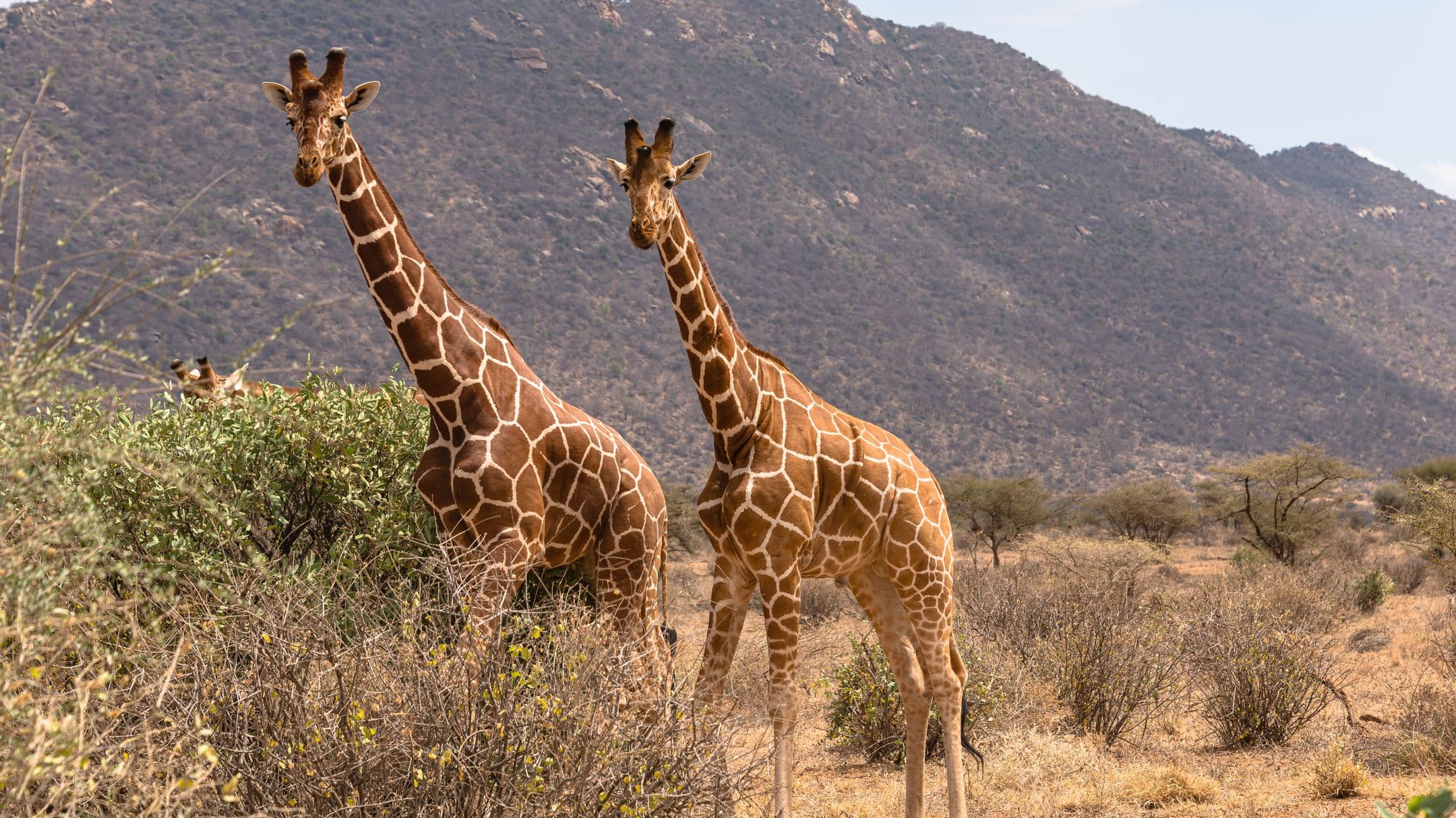About Leboo Safaris