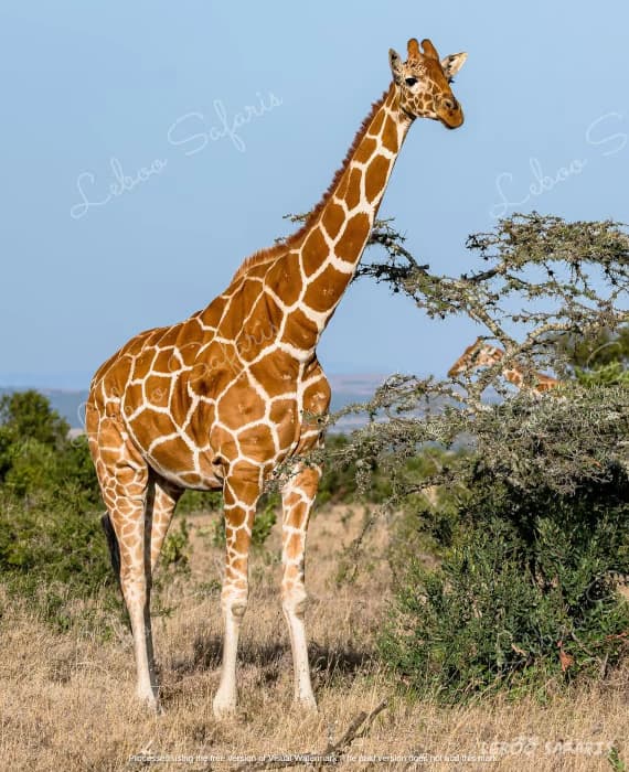 Karibu Safari in Kenya
