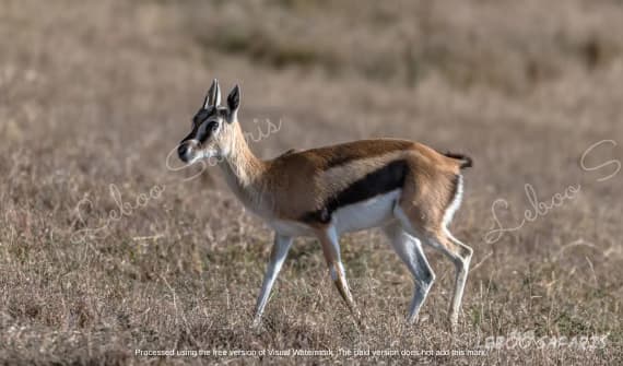 Karibu Safari in Kenya