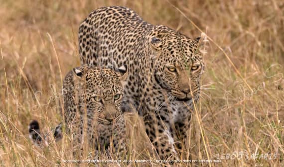 Combined Safari Kenya & Tanzania