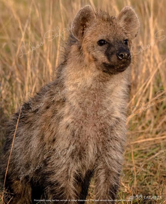 Karibu Tanzania