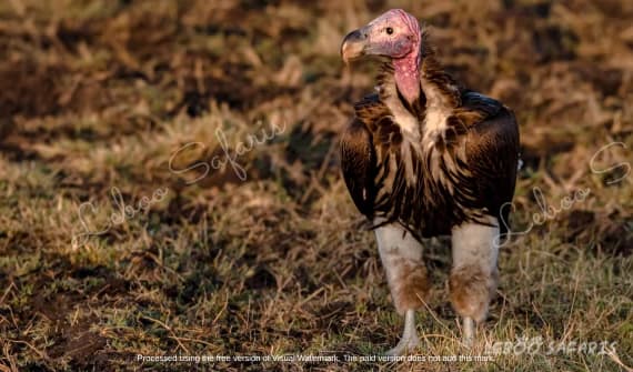 Karibu Tanzania