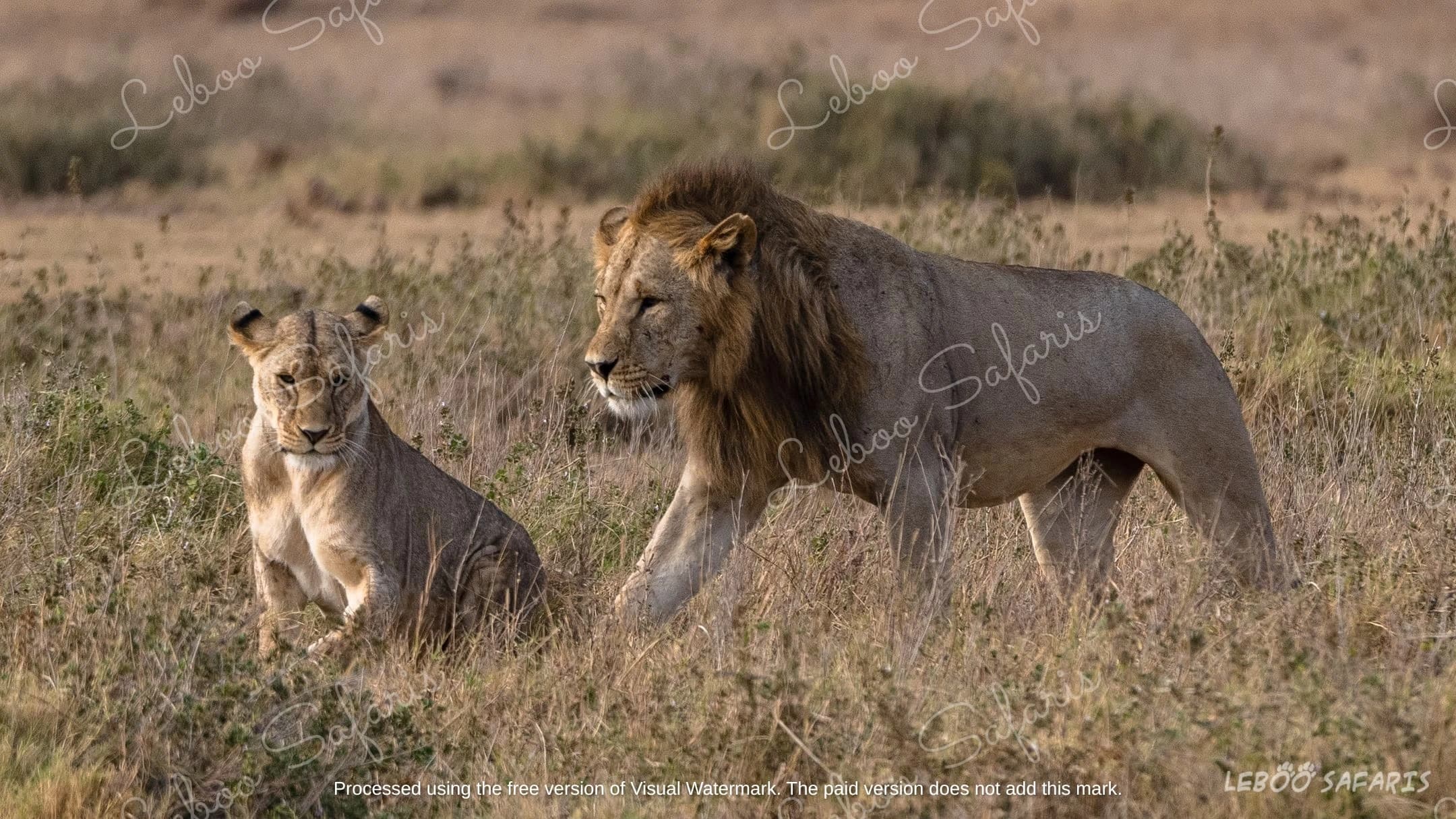 Safari Kenya