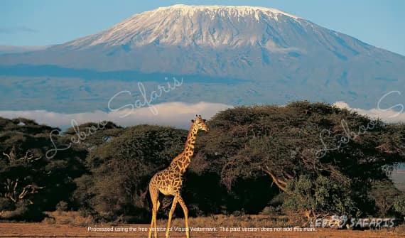 Climbing Mount Kilimanjaro