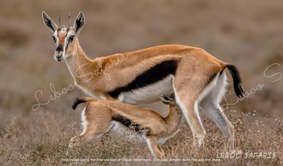 Highlights of Northern Tanzania