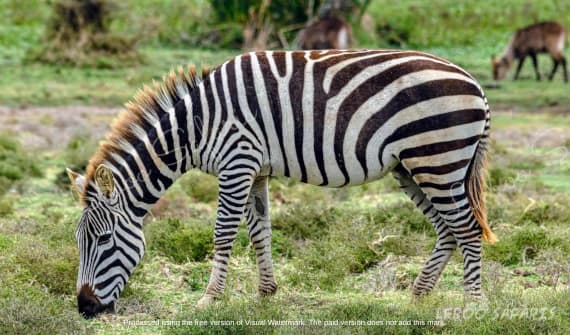 Highlights of Northern Tanzania