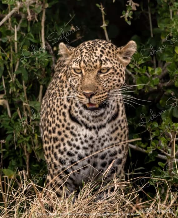 Safari Kidogo