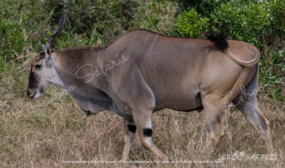 Safari Kidogo