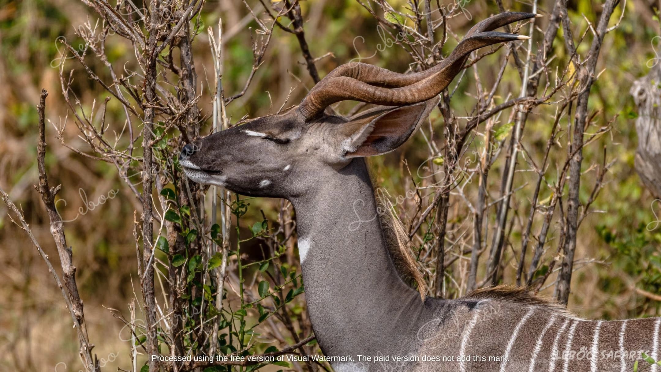 Safari Kidogo