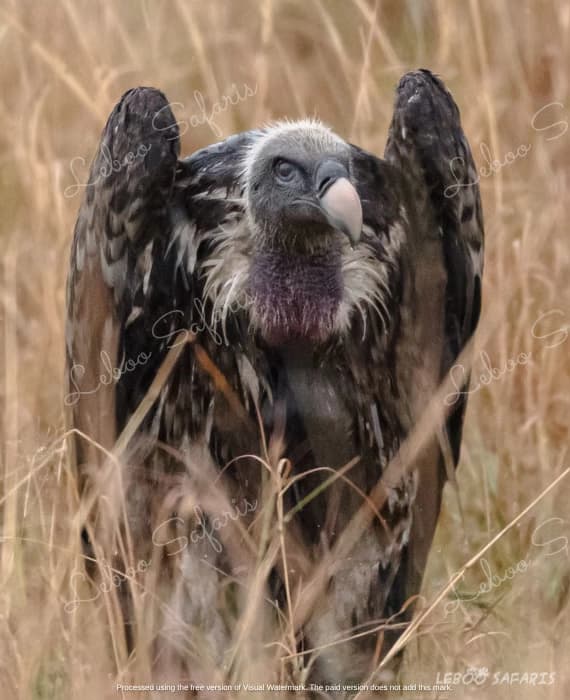 The Magic of Southern Tanzania