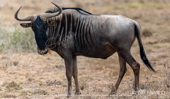 The Magic of Southern Tanzania