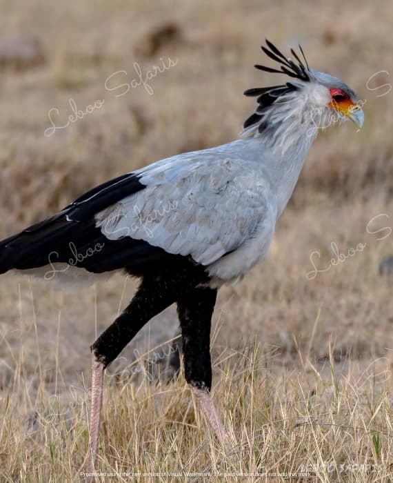 The Best of Uganda