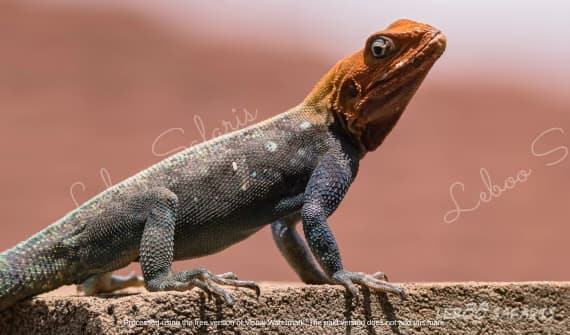 The Best of Uganda