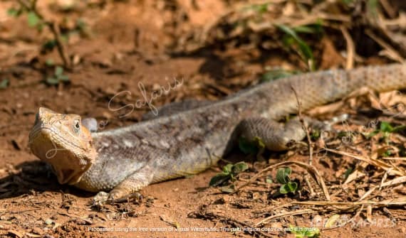The Best of Uganda
