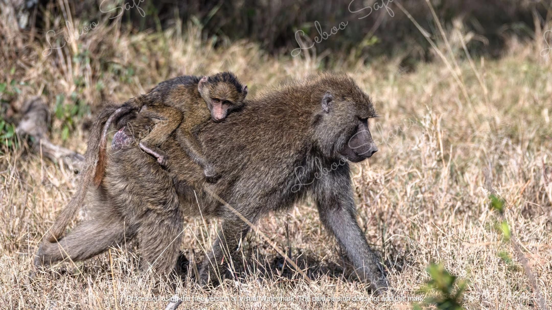 Safari Kenya
