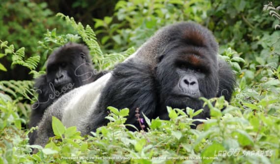  Land of a Thousand Hills, Gorillas and The Big Five