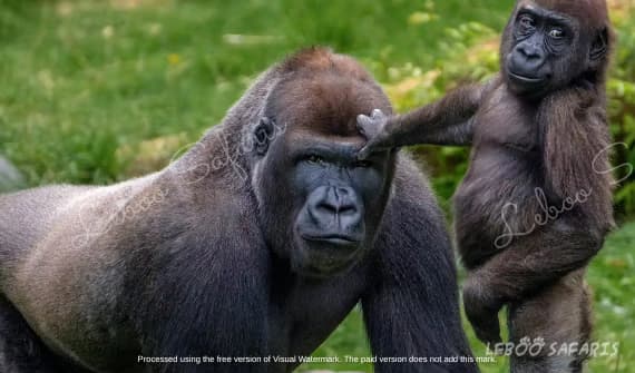  Land of a Thousand Hills, Gorillas and The Big Five