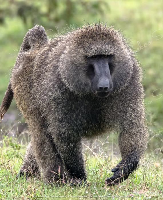 Awesome Monkeys