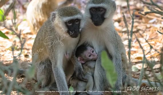 Awesome Monkeys