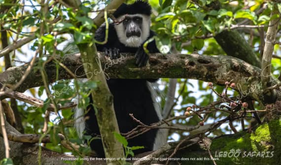 Awesome Monkeys