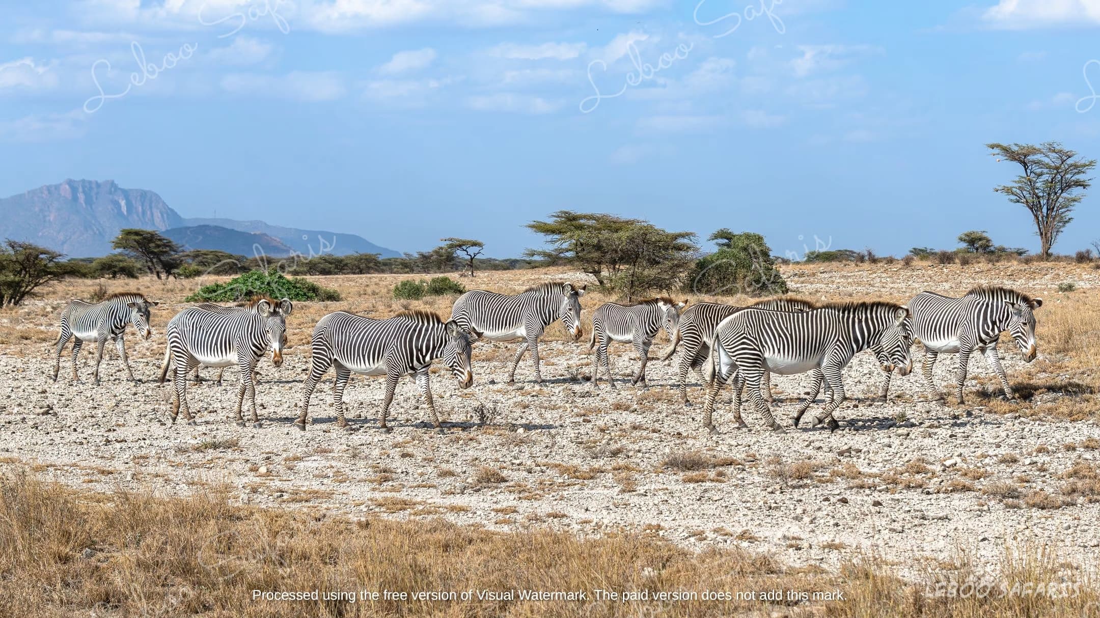 The Great Safari