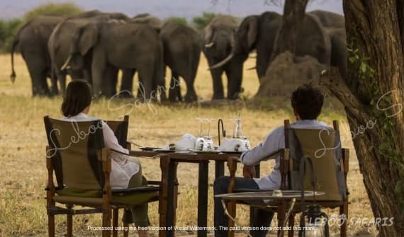 The Great Safari