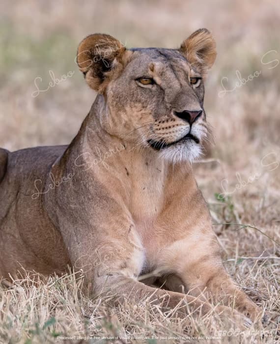Wild Kenyan Safari