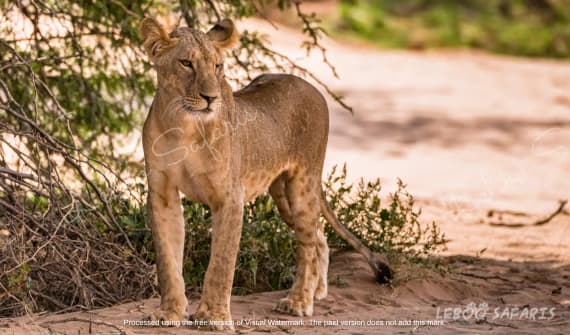 Wild Kenyan Safari