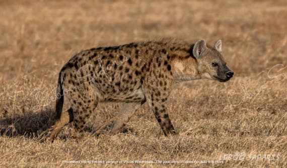 Wild Kenyan Safari