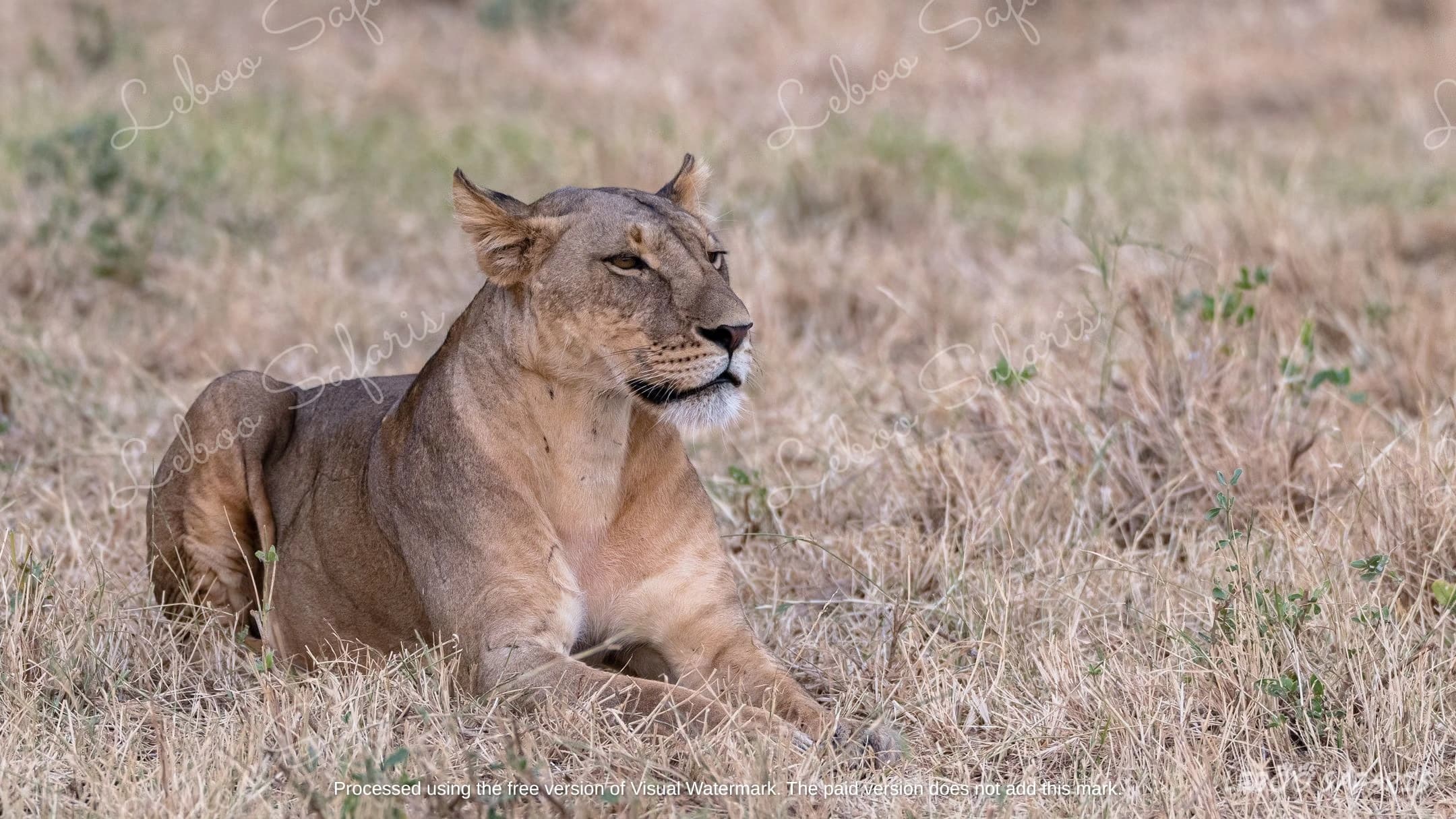 Wild Kenyan Safari