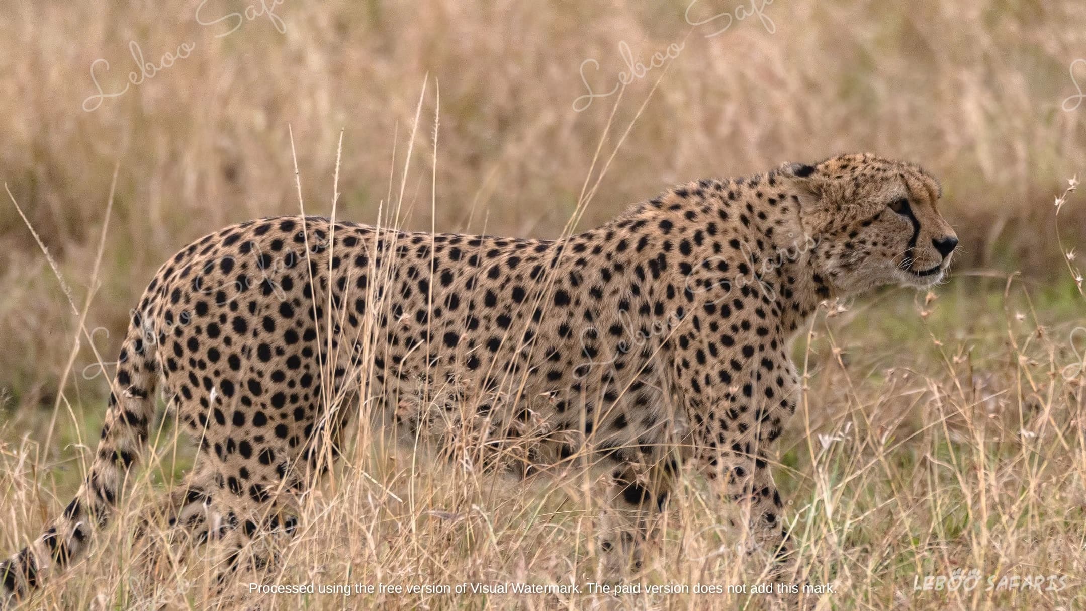Safari Duma in Kenya