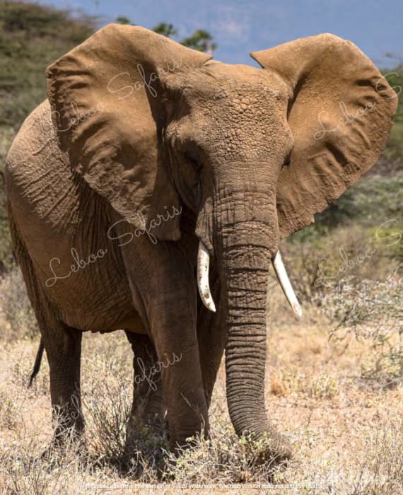 Tembo Safari in Kenya