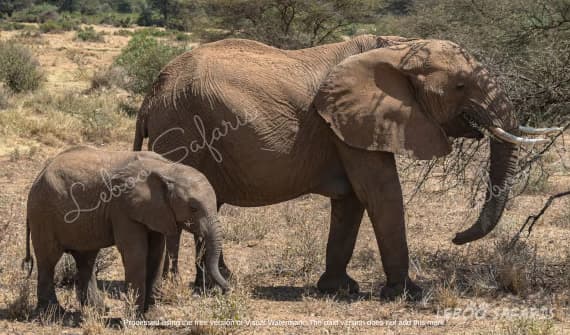 Tembo Safari in Kenya