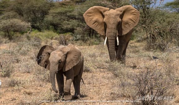Tembo Safari in Kenya