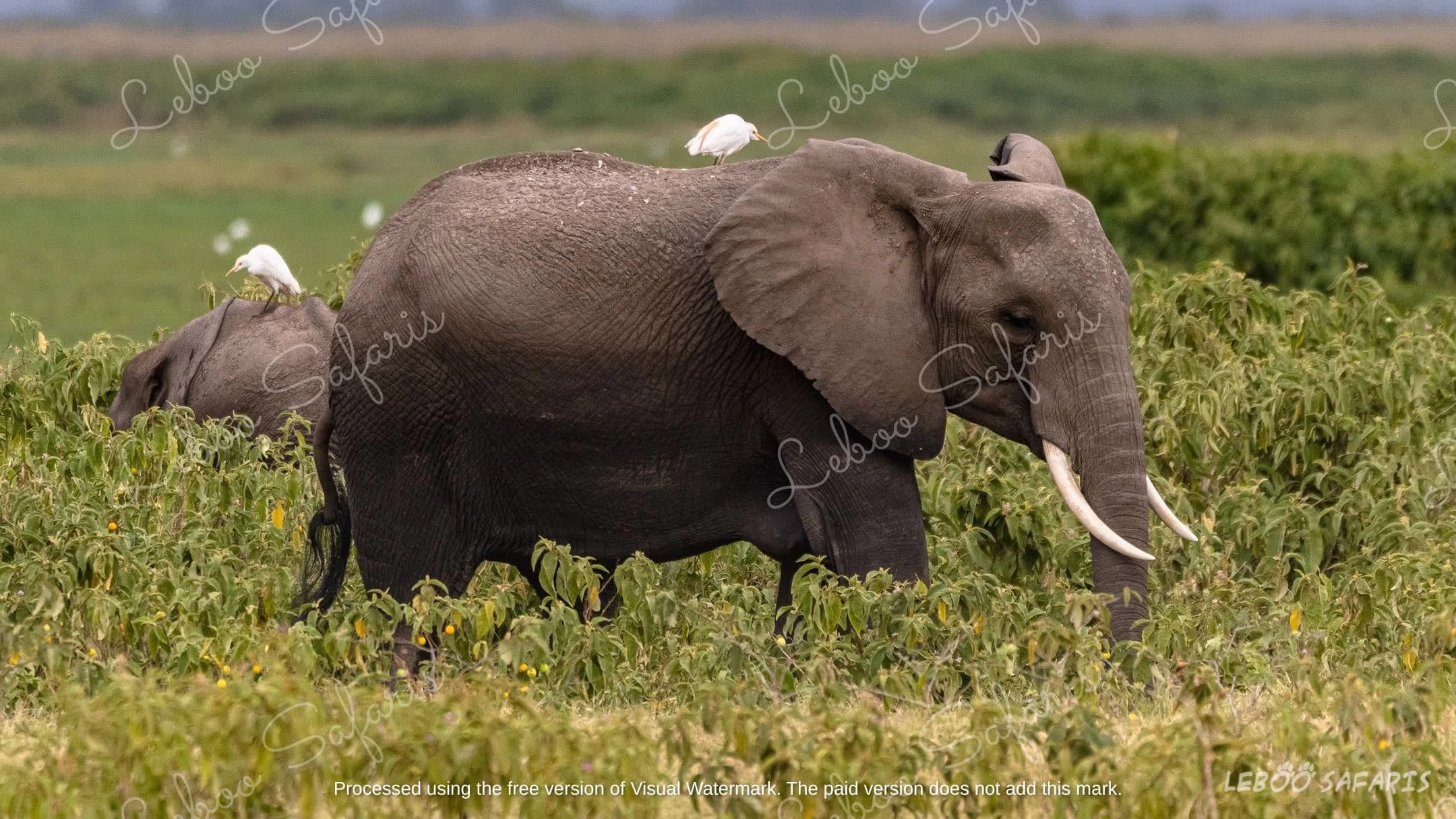 Tembo Safari in Kenya