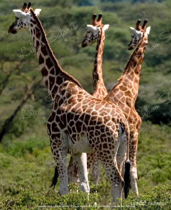Twiga Safari in Kenya