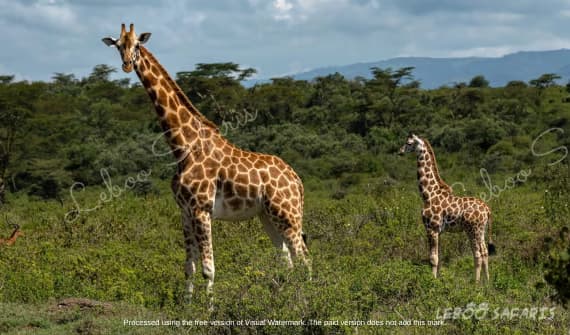 Twiga Safari in Kenya