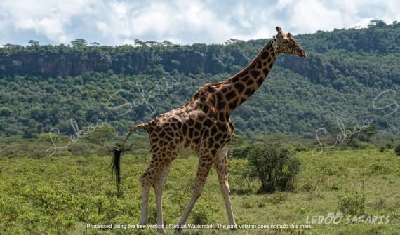 Twiga Safari in Kenya