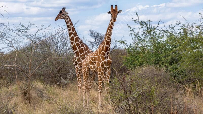 Leboo Safaris