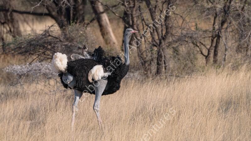 Leboo Safaris