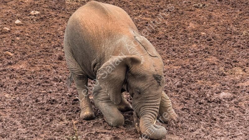Leboo Safaris