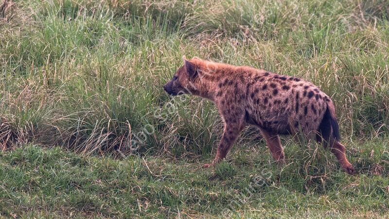 Leboo Safaris