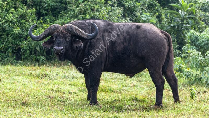 Leboo Safaris