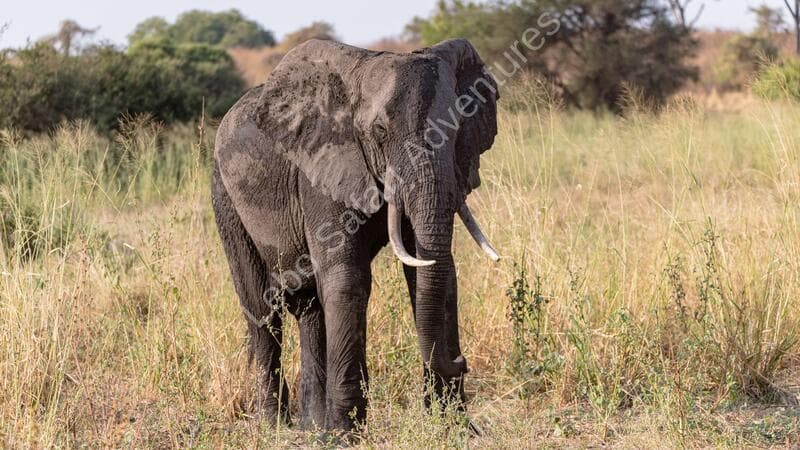 Leboo Safaris