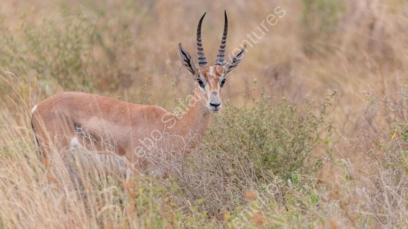 Leboo Safaris