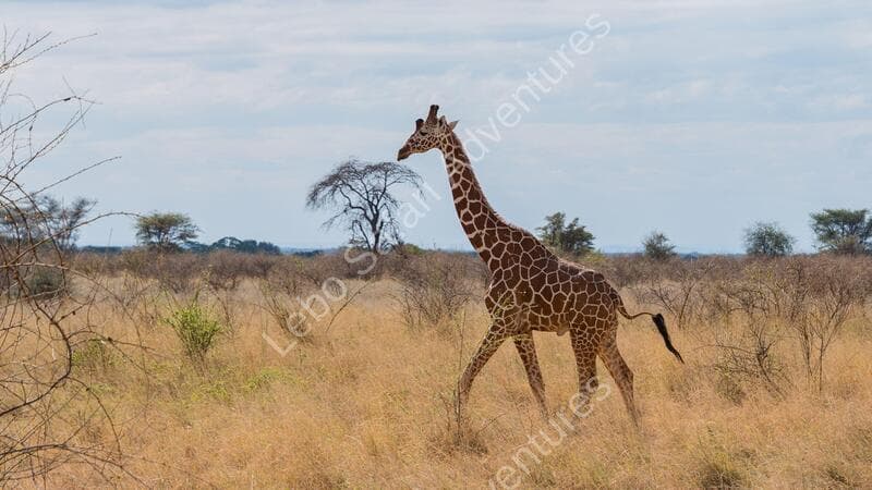 Leboo Safaris