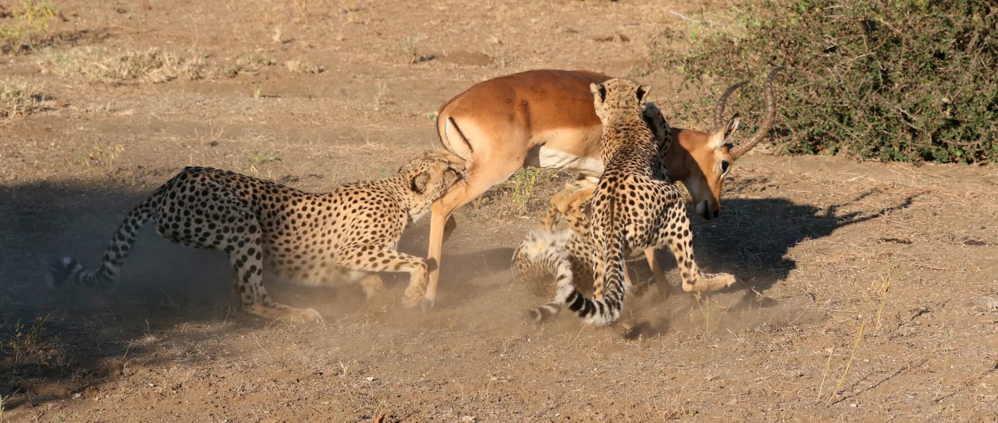Leboo Safaris | Best Safari Tours in Kenya & East Africa