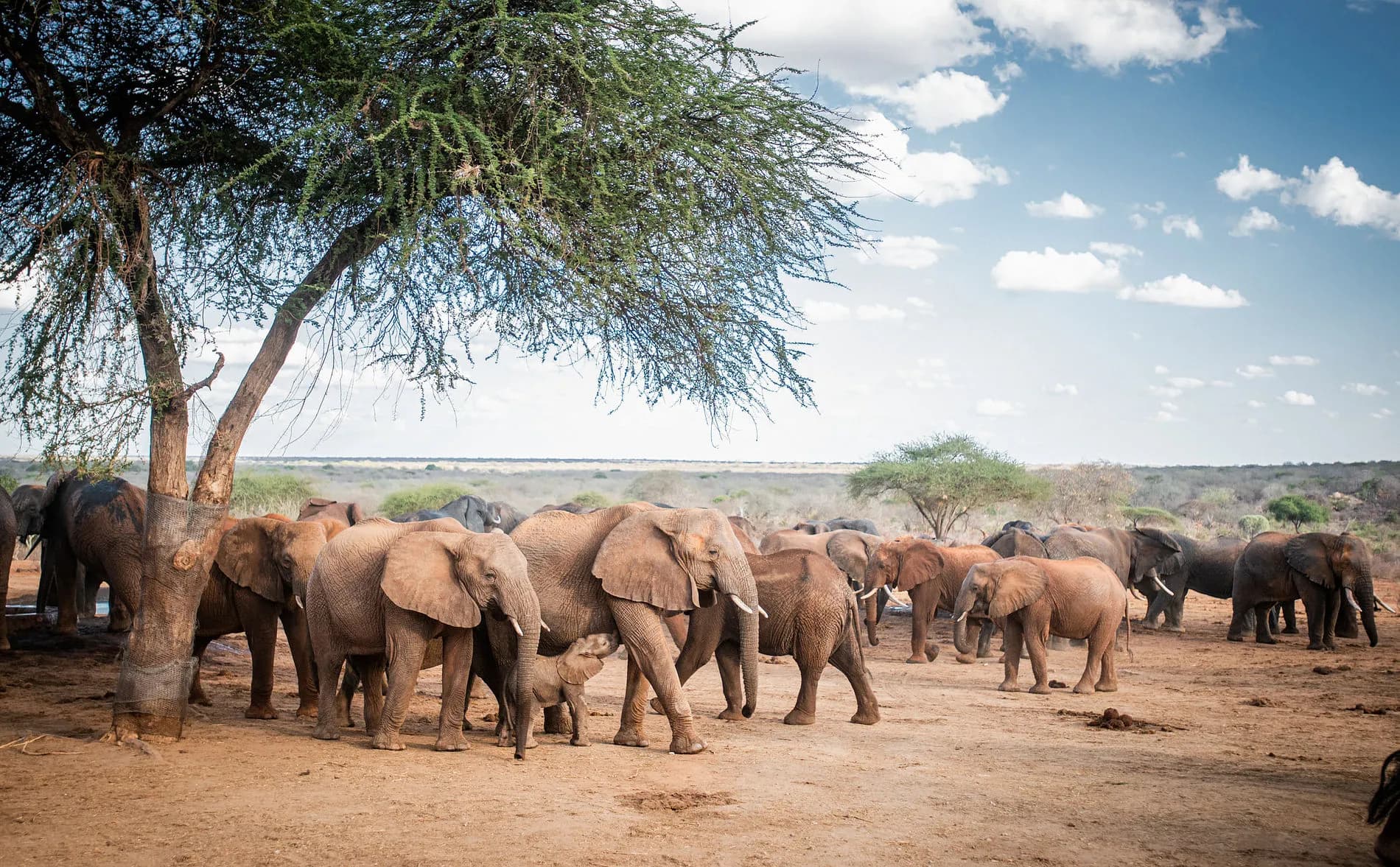 Leboo Safaris - Transforming Businesses Across Africa