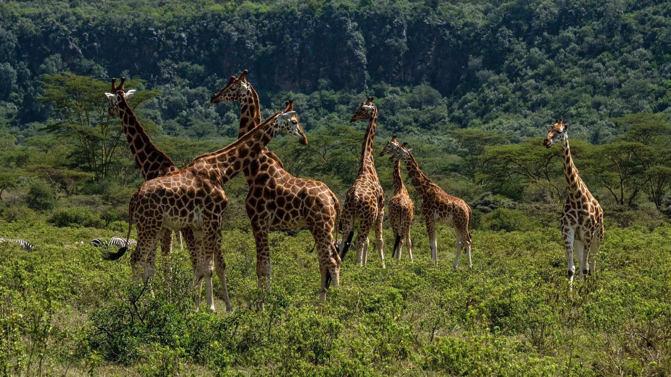 Leboo Safaris - Transforming Businesses Across Africa