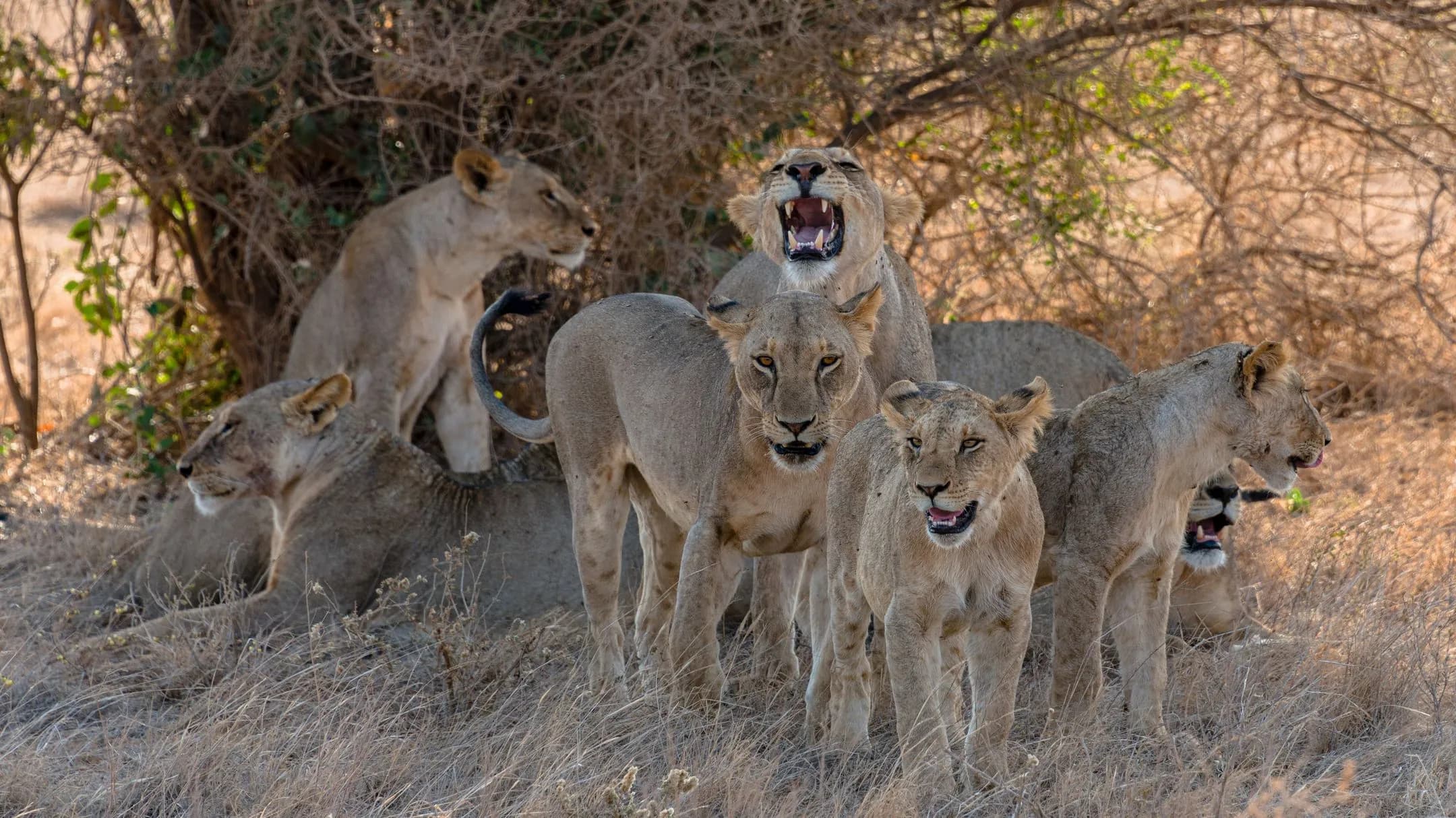 Leboo Safaris - Transforming Businesses Across Africa